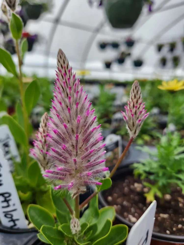 Reliable garden landscaping in Russellville, KY by Puttin Down Roots