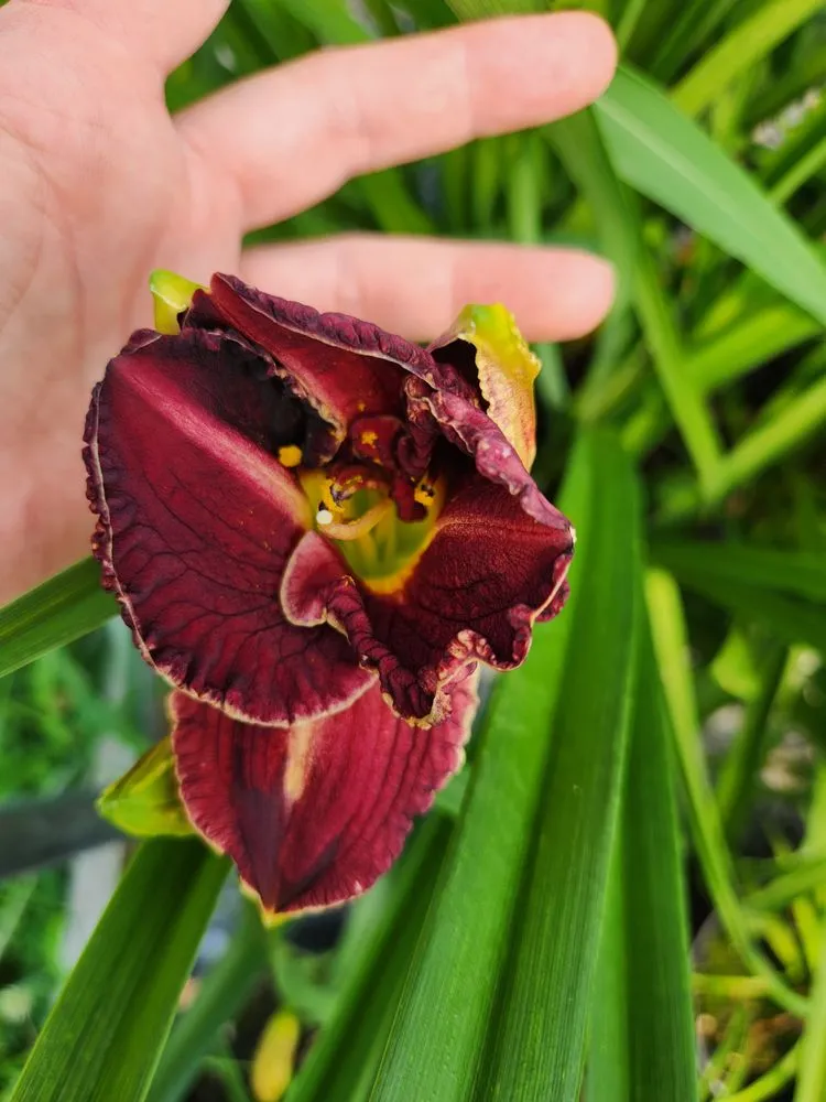 Local lawn care service in Russellville, KY - Puttin Down Roots