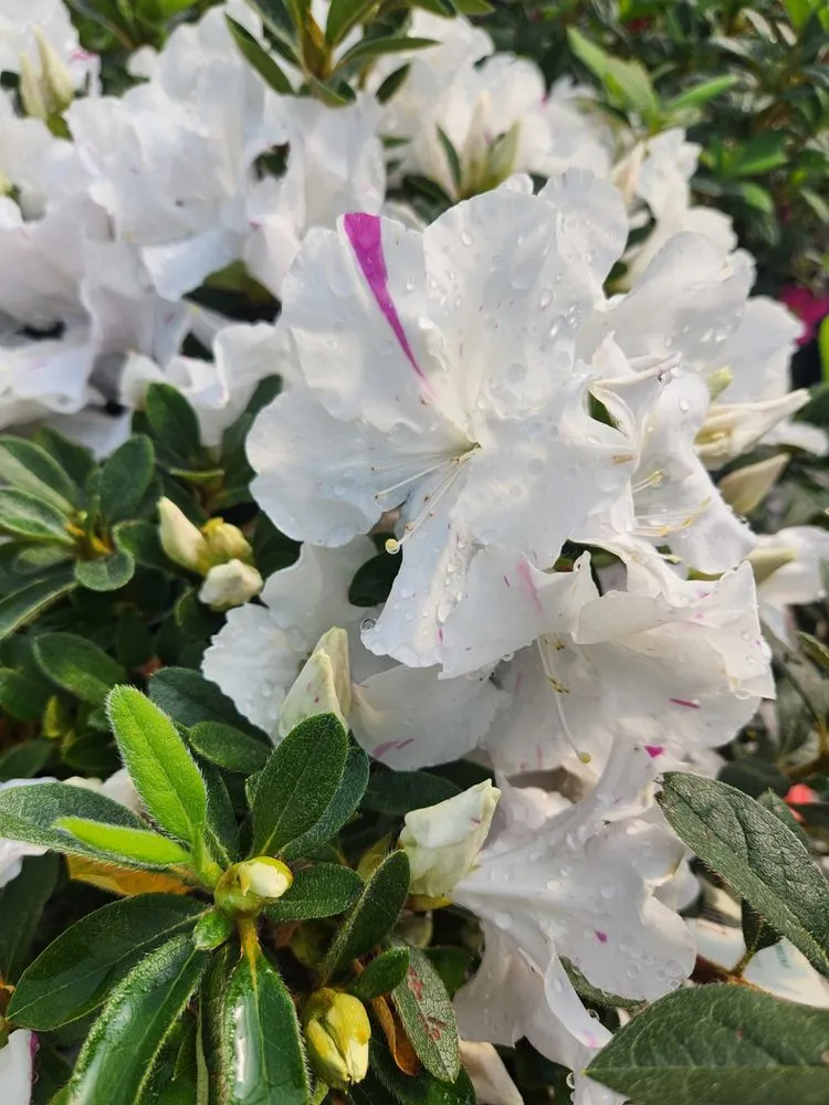 Professional lawn mowing service for beautiful yards in Russellville, KY by Puttin Down Roots