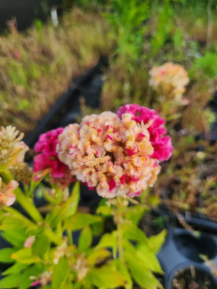 Custom landscape design experts serving Russellville, KY - Puttin Down Roots