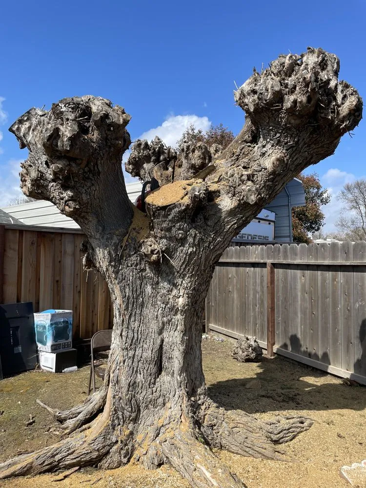 Trusted landscaping services in Elk Grove, CA - PV Landscaping & Painting