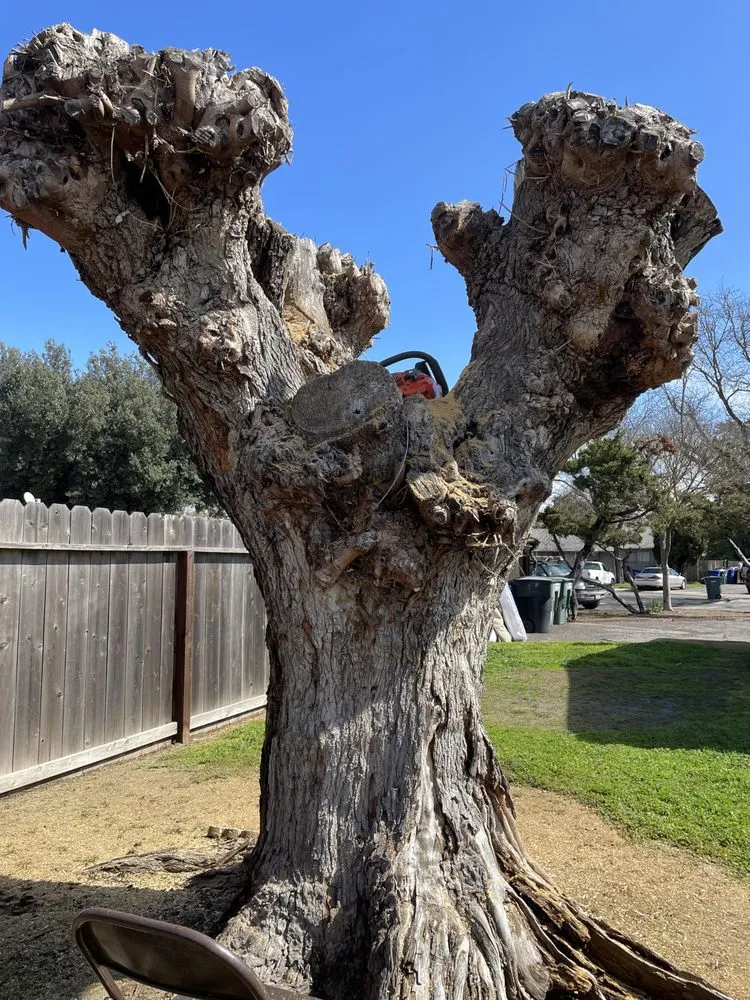 Professional landscape design in Elk Grove, CA by PV Landscaping & Painting