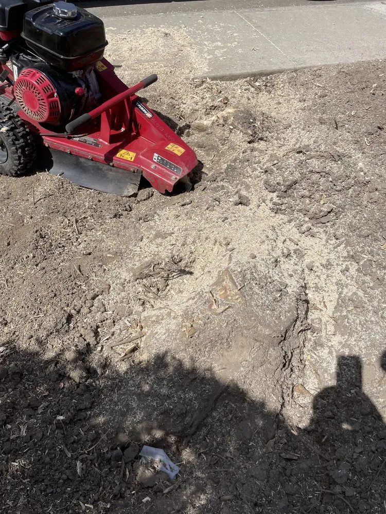 Reliable yard cleanup service in Elk Grove, CA by PV Landscaping & Painting