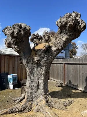 PV Landscaping & Painting Logo