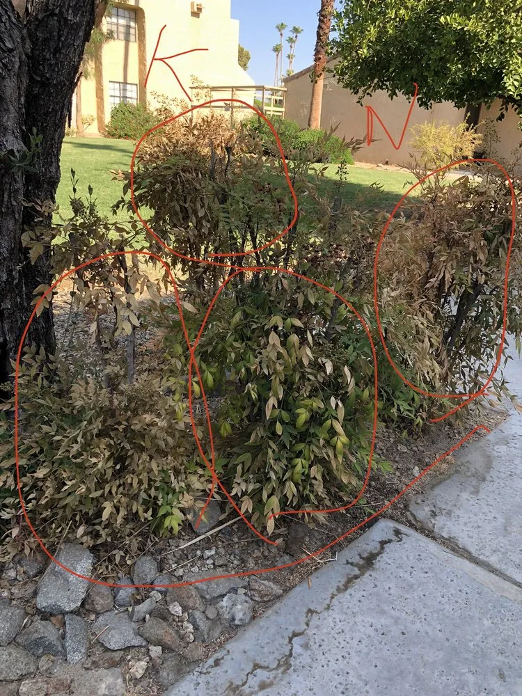 Local yard cleanup service in Palm Springs, CA by PWLC II