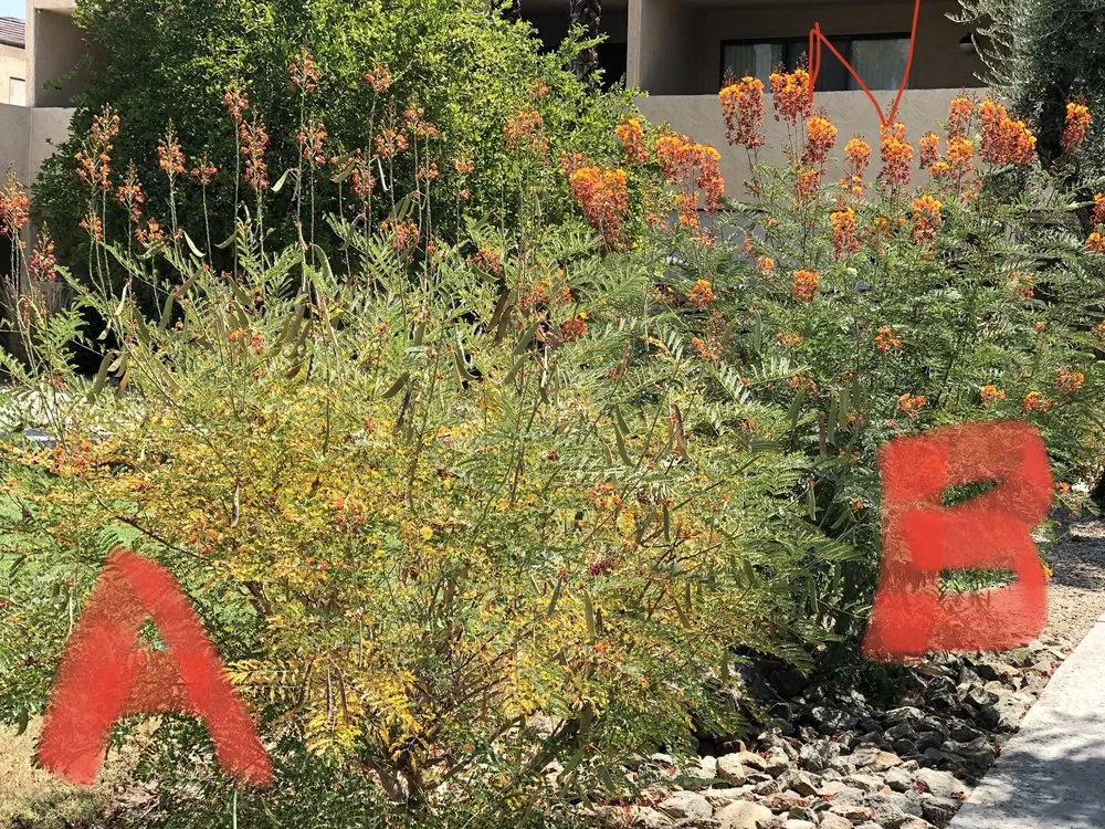 Reliable outdoor landscaping experts serving Palm Springs, CA - PWLC II