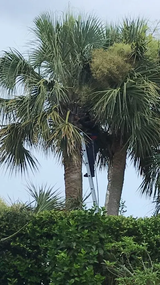 Local yard maintenance for beautiful yards across Jacksonville, FL - Pyramid Lawn Services