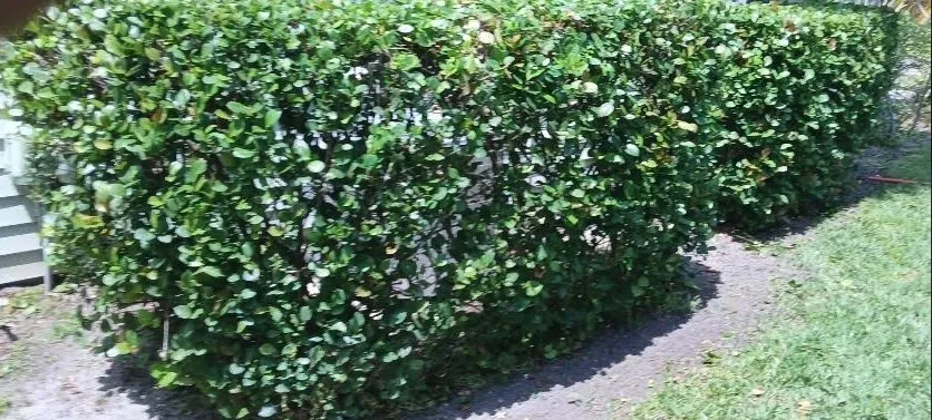 Affordable landscape installation in West Palm Beach, FL by Pyramide Services