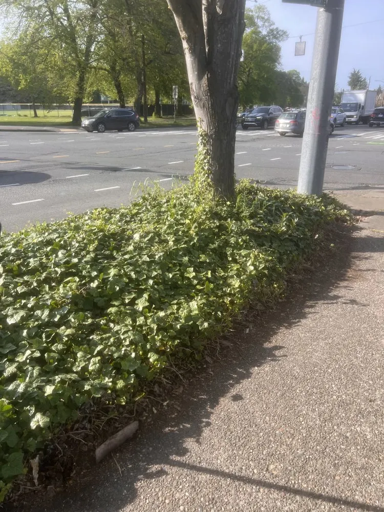 Local residential landscaping experts serving Woodway, WA - Q and M Landscaping