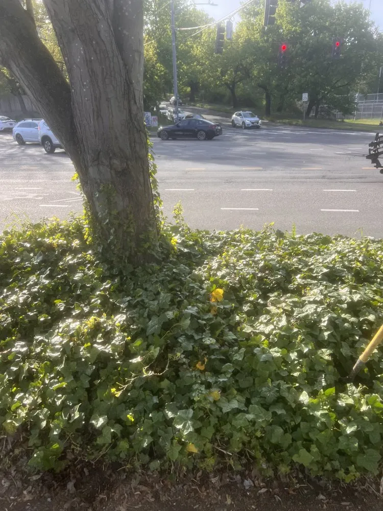 Expert lawn care service for beautiful yards across Woodway, WA - Q and M Landscaping