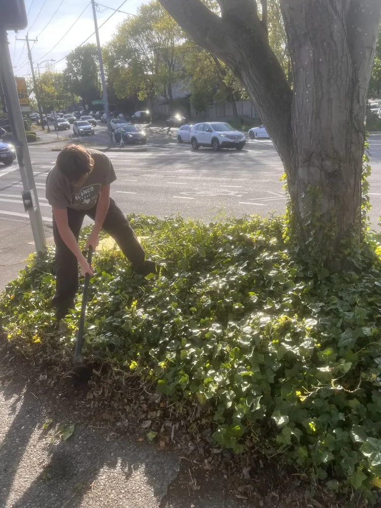 Local yard cleanup service experts serving Woodway, WA - Q and M Landscaping