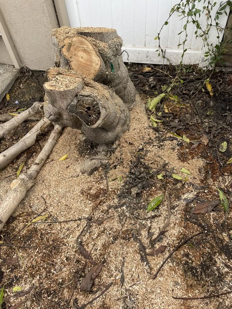 Professional landscaping services in Anaheim, CA by Q1services