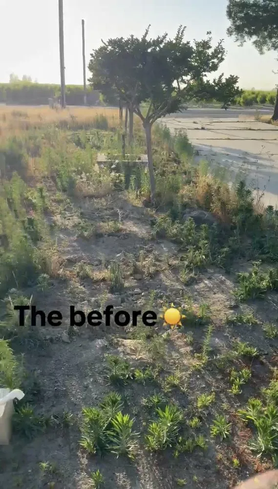 Affordable landscaping services in Ceres, CA - Q&F Junk Removal & Gardening Services