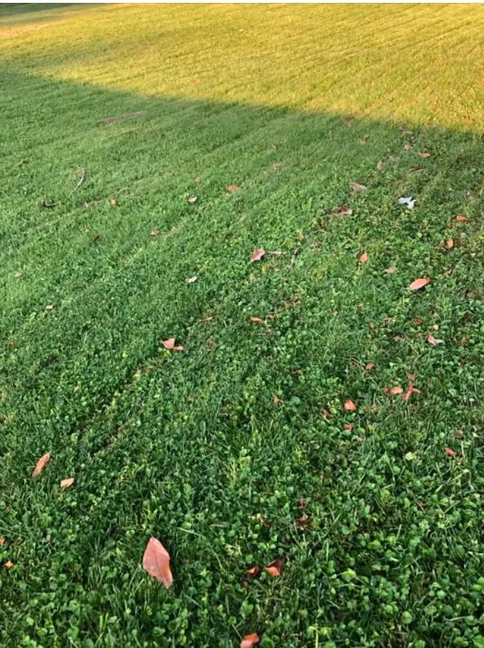 Expert yard cleanup service in Richmond, KY by Qj Lawn Care