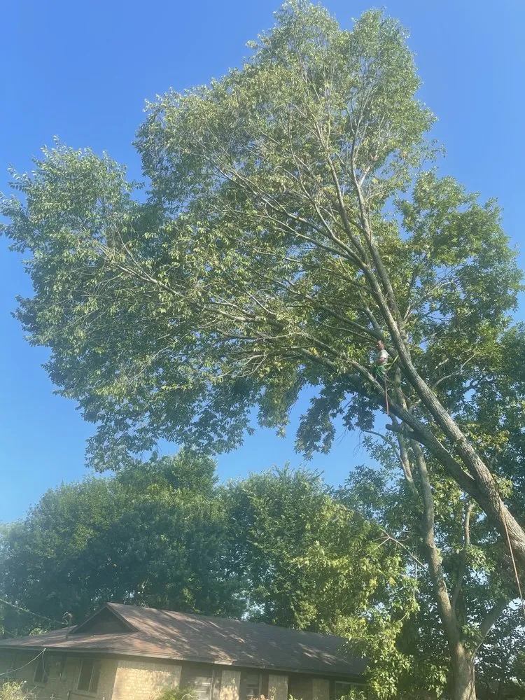 Affordable yard maintenance near you in Lewisville, TX by Qleaves Landscape