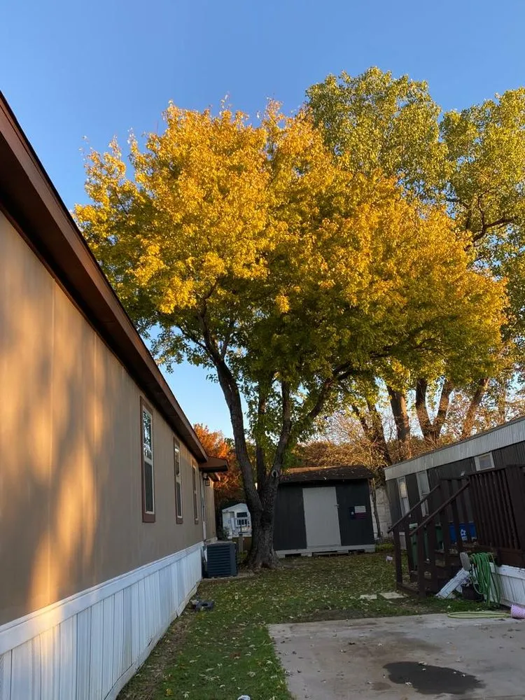 Affordable yard cleanup service in Lewisville, TX by Qleaves Landscape