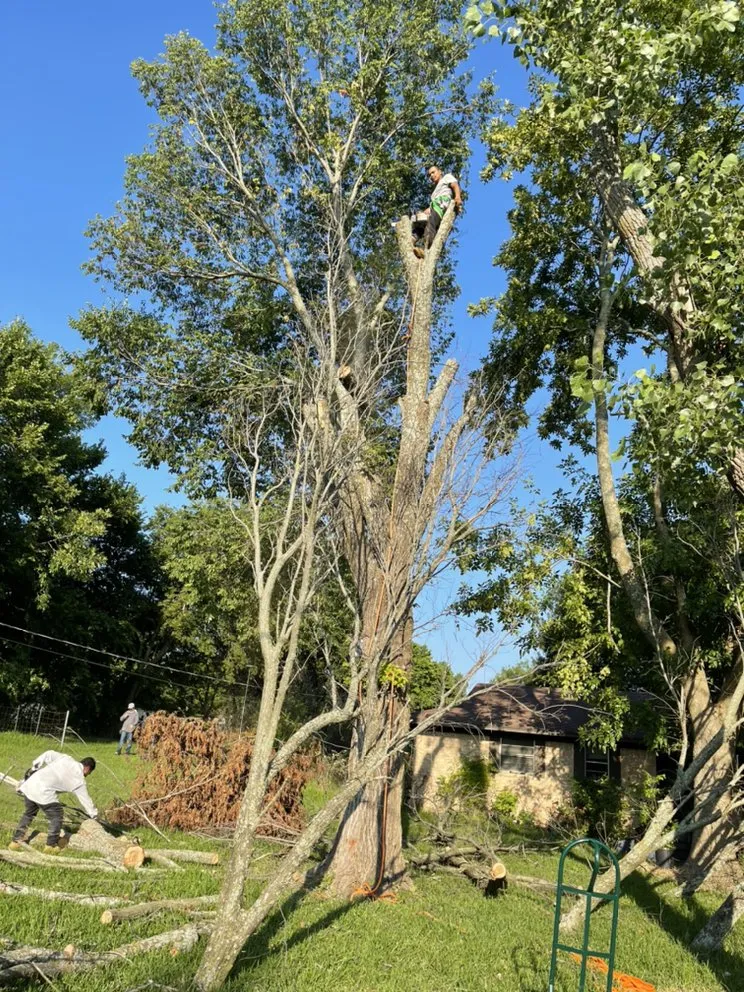 Professional garden landscaping in Lewisville, TX - Qleaves Landscape