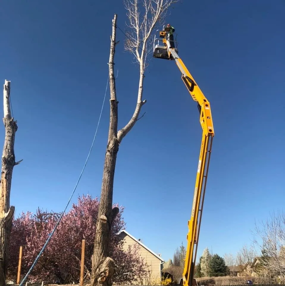 Top-rated yard cleanup service near you across Salt Lake City, UT - QOQ Tree Services
