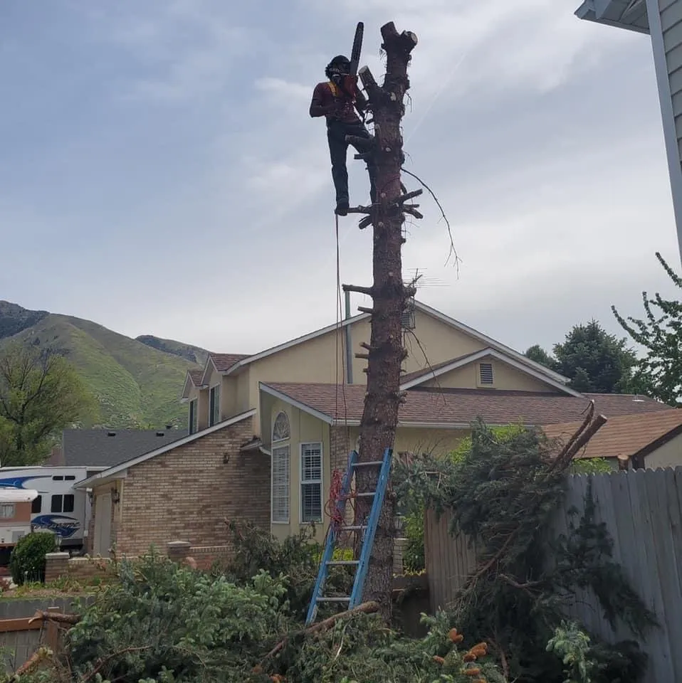 Reliable lawn mowing service experts serving Salt Lake City, UT - QOQ Tree Services