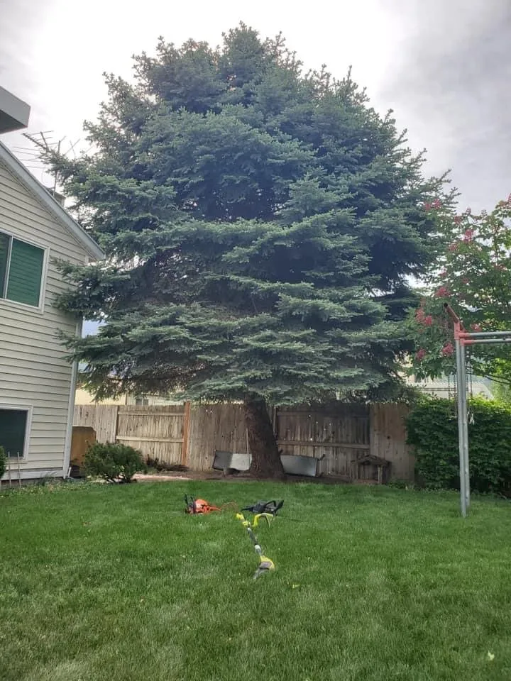 Local lawn care service in Salt Lake City, UT by QOQ Tree Services