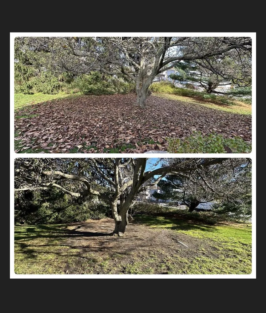 Local yard cleanup service in Scranton, PA by Q’s Lawn & Landscaping