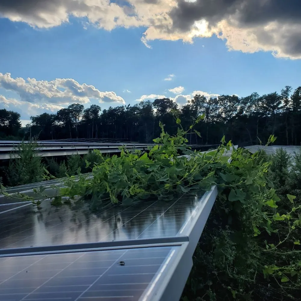 Affordable yard cleanup service for outdoor upgrades in Coventry, RI by Q's Quality Lawn Care