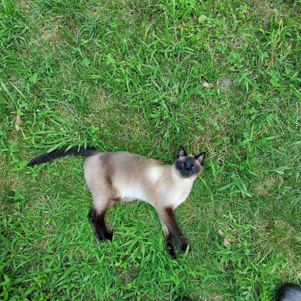 Affordable residential landscaping experts serving Coventry, RI - Q's Quality Lawn Care