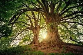 Reliable landscape design in Anchorage, AK by Q’s Service