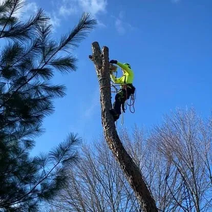 Affordable yard cleanup service for homes in Warwick, RI by Q’s Tree Service