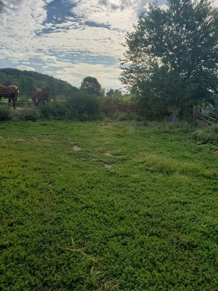 Professional garden landscaping in Rock Island, IL by QSGCU-LAWNCARE