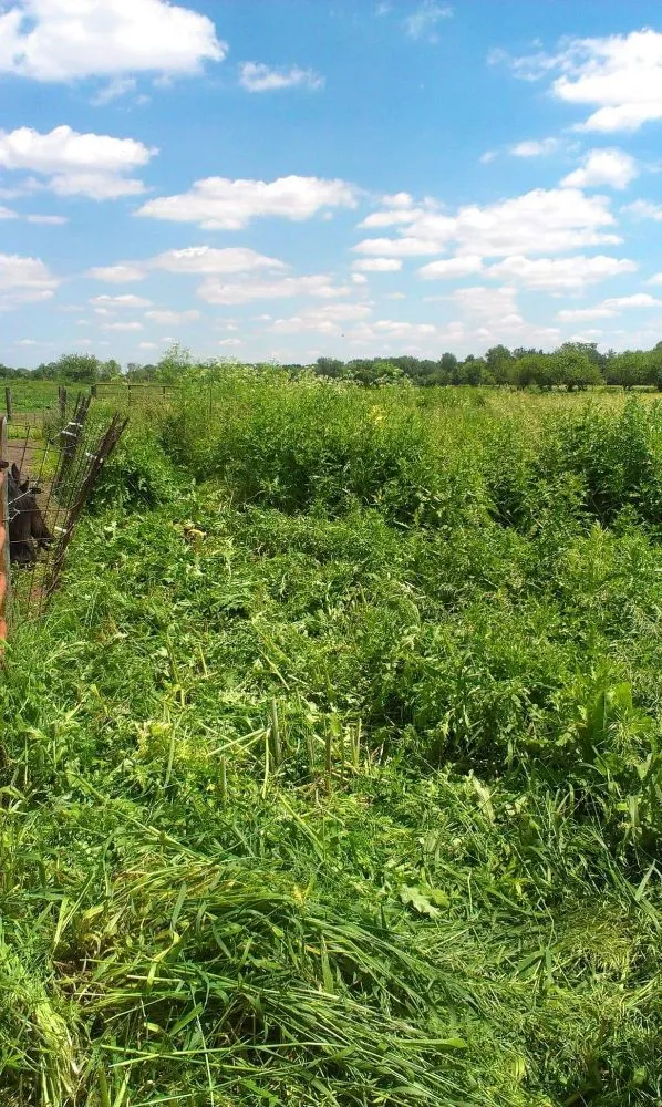 Expert landscape design in Rock Island, IL by QSGCU-LAWNCARE