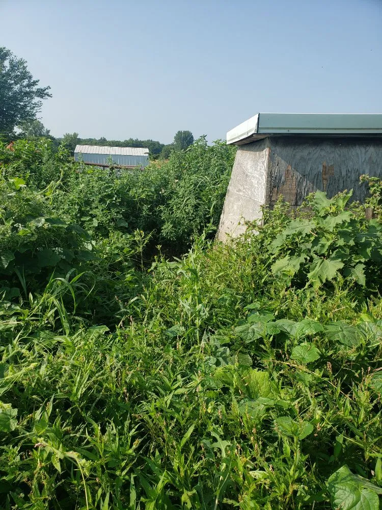 Professional outdoor landscaping for homes in Rock Island, IL by QSGCU-LAWNCARE