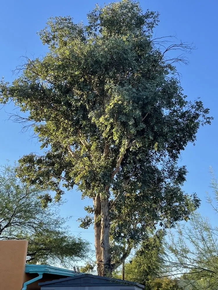 Custom landscaping services experts serving Tucson, AZ - Q&T Services