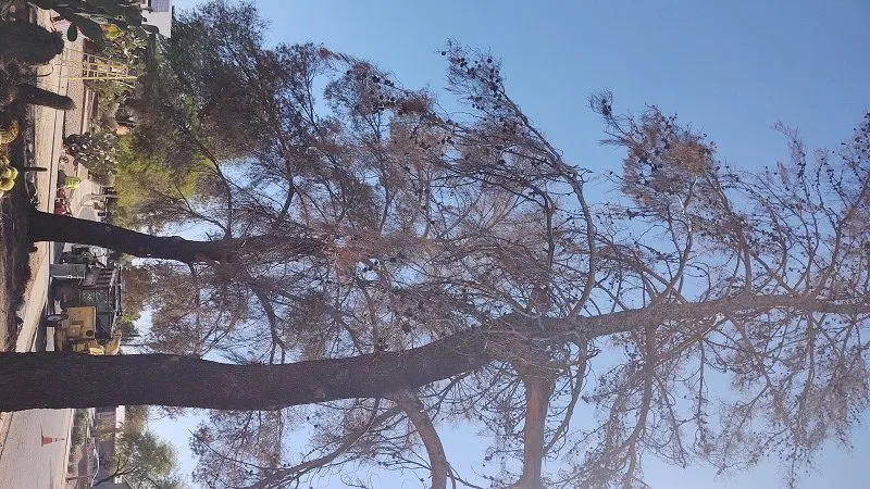 Reliable yard cleanup service for year-round maintenance across Tucson, AZ - Q&T Services