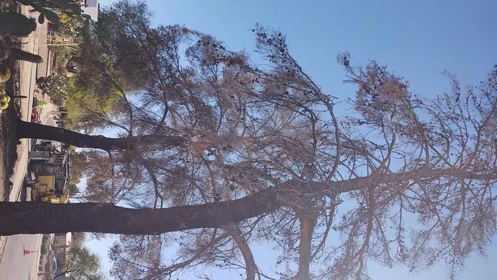 Custom lawn care service for beautiful yards in Tucson, AZ by Q&T Services