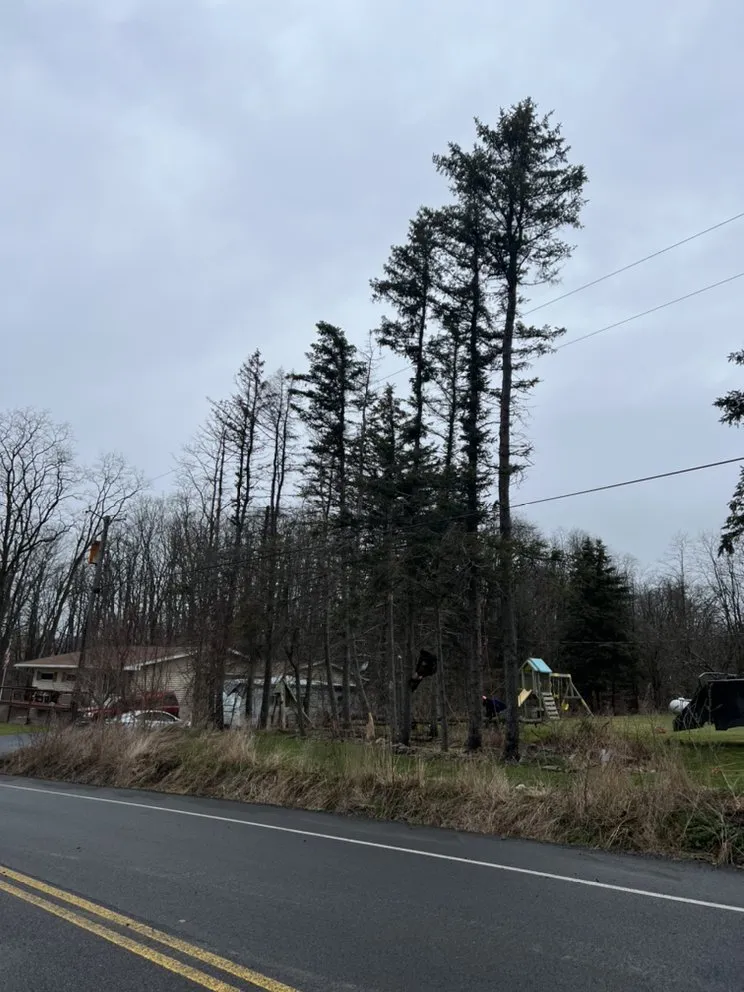 Professional yard cleanup service near you across Horseheads, NY - QTS Quality Tree Service