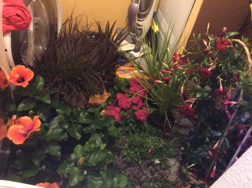 Professional yard maintenance in San Jose, CA by Quail Landscape