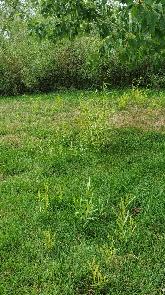 Expert outdoor landscaping in Coralville, IA - Quality Care