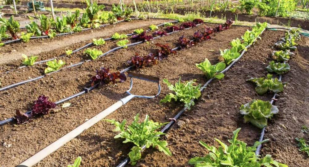 Local landscape installation for residential properties across Eastvale, CA - Quality Control Landscaping