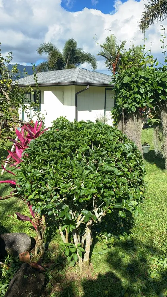 Expert yard maintenance in Anahola, HI by Quality Control Yard Care & Trim