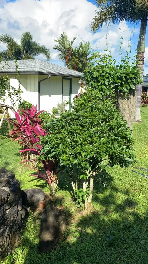 Local garden landscaping in Anahola, HI by Quality Control Yard Care & Trim