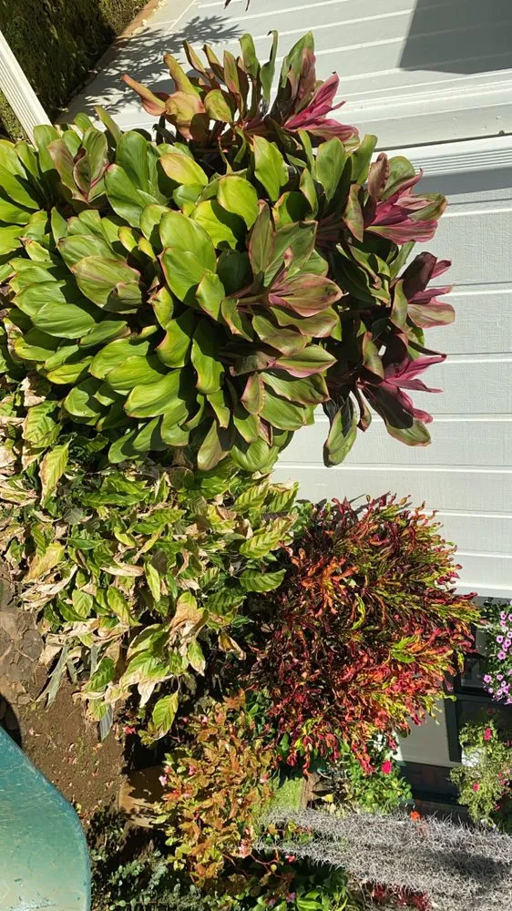 Affordable landscape installation in Anahola, HI by Quality Control Yard Care & Trim