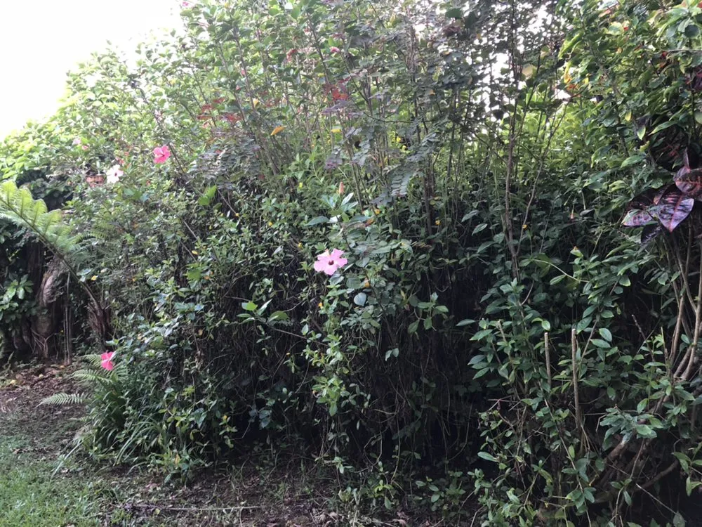 Affordable residential landscaping in Anahola, HI by Quality Control Yard Care & Trim