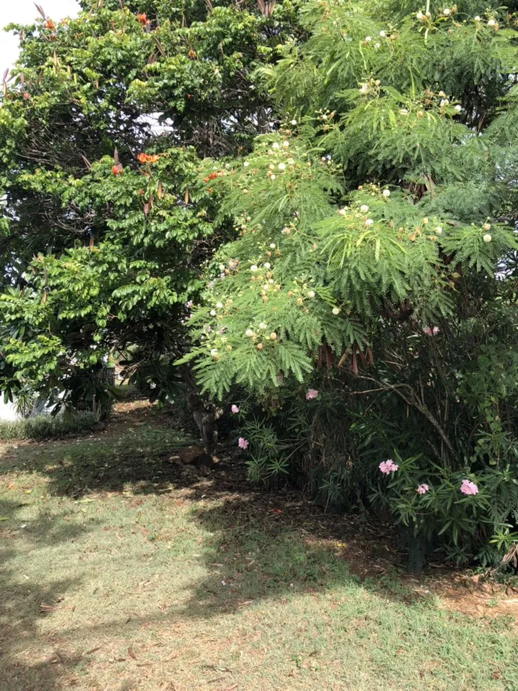 Trusted lawn mowing service experts serving Anahola, HI - Quality Control Yard Care & Trim