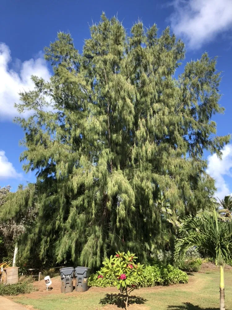 Affordable landscape installation in Anahola, HI by Quality Control Yard Care & Trim