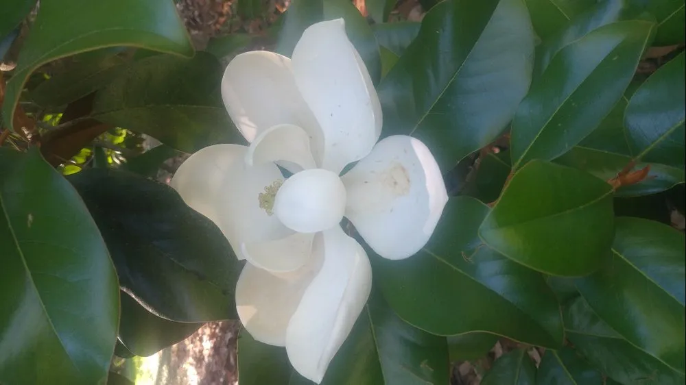 Reliable landscape installation for outdoor upgrades in Sumrall, MS by Quality cut lawn care