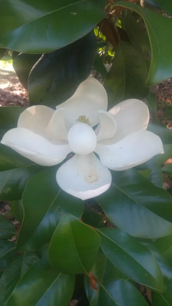 Expert residential landscaping experts serving Sumrall, MS - Quality cut lawn care