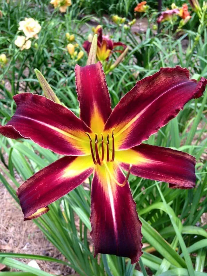 Professional lawn care service for beautiful yards across Sumrall, MS - Quality cut lawn care