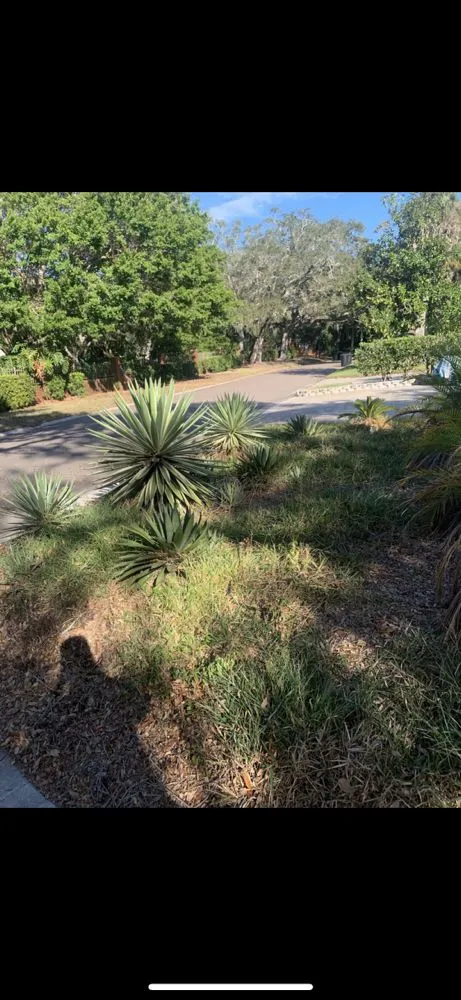 Reliable lawn mowing service in St. Petersburg, FL by Quality Cuts & Landscaping