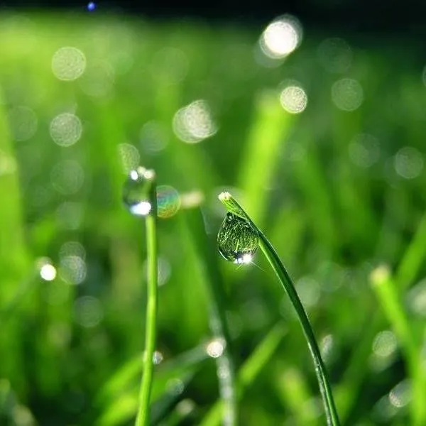 Custom yard cleanup service in Tulsa, OK by Quality Cuts Lawn Care